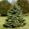 White Spruce Tree -Fast Growing Trees Shop White Spruce Tree FGT 600x600 3b8f2baa 581d 4a29 9f38 25d68bbf5905