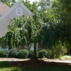 White Weeping Cherry Tree -Fast Growing Trees Shop White Weeping Cherry 1