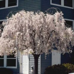 White Weeping Cherry Tree -Fast Growing Trees Shop White Weeping Cherry 6