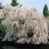 White Weeping Cherry Tree -Fast Growing Trees Shop White Weeping Cherry FGT 600x600 2772d3e2 e793 4828 9adb a164daf8ea05