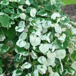 Whitewater Redbud Tree -Fast Growing Trees Shop Whitewater Redbud 2