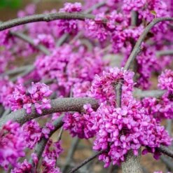Whitewater Redbud Tree -Fast Growing Trees Shop Whitewater Redbud 3