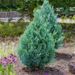 Juniper 'Wichita Blue' Tree -Fast Growing Trees Shop Wichita Blue Juniper 4