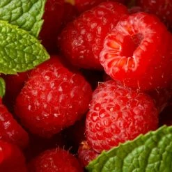 Willamette Red Raspberry Bush -Fast Growing Trees Shop Wiliamette Raspberry 5 FGT