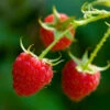 Willamette Red Raspberry Bush 11 Willamette Red Raspberry Bush -Fast Growing Trees Shop Wiliamette Raspberry FGT 600x600 f266ea61 ef46 4719 9b73 2def5407c6b2