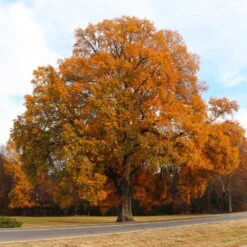 Willow Oak Tree -Fast Growing Trees Shop Willow Oak 4