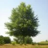 Willow Oak Tree -Fast Growing Trees Shop Willow Oak FGT 600x600 7d354e98 87f3 4b40 9a52 d954f7a224a0