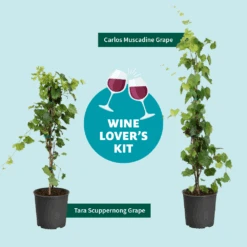 Tara Scuppernong Grape -Fast Growing Trees Shop Wine Lovers Kit Graphic 301366c6 ebcf 4d94 ad77 06f0e938ca39