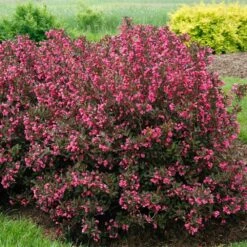 Wine & Roses® Weigela Shrub 7 Wine & Roses® Weigela Shrub -Fast Growing Trees Shop Wine and Roses Weigela 2 FGT