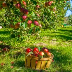 Winesap Apple Tree 6 Winesap Apple Tree -Fast Growing Trees Shop Winesap Apples 1