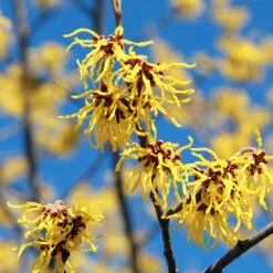 Common Witch Hazel Shrub -Fast Growing Trees Shop Witch Hazel 1