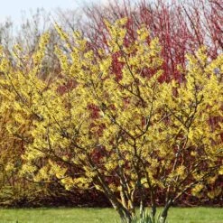 Common Witch Hazel Shrub -Fast Growing Trees Shop Witch Hazel 6