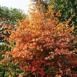 Common Witch Hazel Shrub -Fast Growing Trees Shop Witch Hazel 7