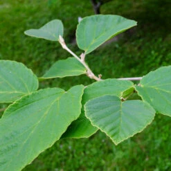 Diane Witch Hazel Shrub -Fast Growing Trees Shop Witch Hazel Diane 2