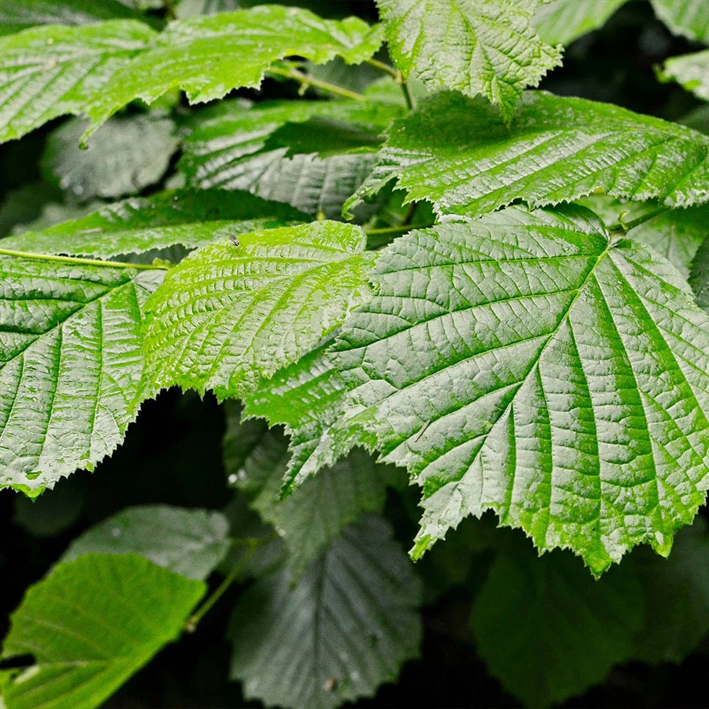 Jelena Witch Hazel Shrub 5 Jelena Witch Hazel Shrub - Image 5