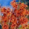 Jelena Witch Hazel Shrub 20 Jelena Witch Hazel Shrub -Fast Growing Trees Shop Witch Hazel Jelena 600x600jpg