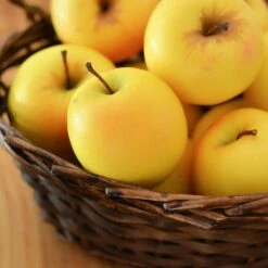 Golden Delicious Apple Tree -Fast Growing Trees Shop Yellow Delicious Apples 4 FGT