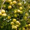 Golden Delicious Apple Tree 10 Golden Delicious Apple Tree -Fast Growing Trees Shop Yellow Delicious Apples 600x600 485fb1ff 342f 4f7f 8bfa 656de79e199b