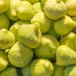 Yellow Fig Tree -Fast Growing Trees Shop Yellow Fig 1