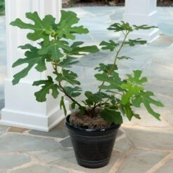 Yellow Fig Tree -Fast Growing Trees Shop Yellow Fig 4