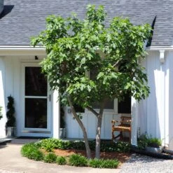 Yellow Fig Tree -Fast Growing Trees Shop Yellow Fig 5