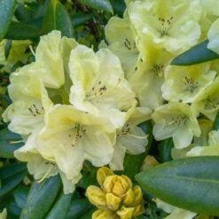 Yellow Rhododendron 5 Yellow Rhododendron -Fast Growing Trees Shop Yellow Rhododendron 2 FGT