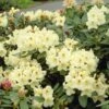 Yellow Rhododendron -Fast Growing Trees Shop Yellow Rhododendron FGT 600x600 da90324d 690b 4a8b 80bc 906a033d948e
