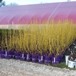 Yellow Twig Dogwood Shrub -Fast Growing Trees Shop Yellow Twig Dogwood 8
