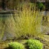 Yellow Twig Dogwood Shrub -Fast Growing Trees Shop Yellow Twig Dogwood FGT 600x600 3b356f68 5193 4190 99ba deced1892076