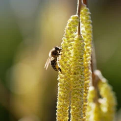 York Filbert Hazelnut -Fast Growing Trees Shop York Hazelnut 2