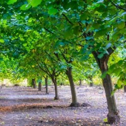 York Filbert Hazelnut -Fast Growing Trees Shop York Hazelnut 4