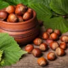 York Filbert Hazelnut -Fast Growing Trees Shop York Hazelnut FGT 600x600 b9e1279c ad94 49ba 8459 c4fb071e1a5d