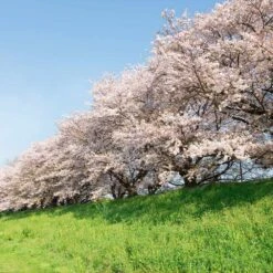 Yoshino Cherry Tree -Fast Growing Trees Shop Yoshino Cherry 7 FGT