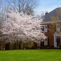 Yoshino Cherry Tree -Fast Growing Trees Shop Yoshino Cherry 8 FGT