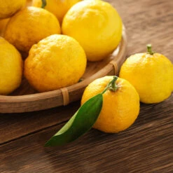 Yuzu Tree -Fast Growing Trees Shop Yuzu Citrus 3 FGT