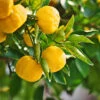 Yuzu Tree -Fast Growing Trees Shop Yuzu Citrus FGT 600x600 f4fe55aa 8325 4d58 8b4b 8490fdfe6633