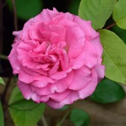 Zephirine Drouhin Climbing Rose -Fast Growing Trees Shop Zephirine Drouhin Rose 1 FGT