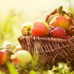 Zestar Apple Tree -Fast Growing Trees Shop Zestar Apple 2