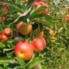 Zestar Apple Tree 12 Zestar Apple Tree -Fast Growing Trees Shop Zestar Apple FGT 600x600 33124e32 4de1 4553 9173 3ff4b1b2002f