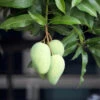 Condo Mango Tree -Fast Growing Trees Shop condo mango 600x600 78f70aab f677 45c3 b32a 604c0ee8186d