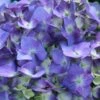 Let's Dance® Blue Jangles Hydrangea Shrub 6 Let's Dance® Blue Jangles Hydrangea Shrub -Fast Growing Trees Shop hydrangea lets dance blue jangles FGT 600x600 25bcb94d 9c22 4f28 98ac dd802bf22f52