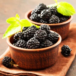 Kiowa Blackberry Bush 7 Kiowa Blackberry Bush -Fast Growing Trees Shop kiowa blackberry 3