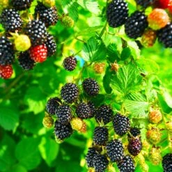 Kiowa Blackberry Bush 6 Kiowa Blackberry Bush -Fast Growing Trees Shop kiowa blackberry 4