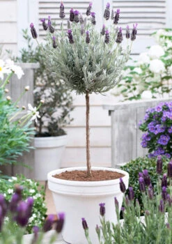 Lavender Standard Topiary Tree -Fast Growing Trees Shop lavender topiary 600