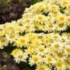Amazing Daisies® ‘Banana Cream II’ Shasta Daisy -Fast Growing Trees Shop leucanthemum amazing daisies banana cream 600x600 531c4232 61e9 4bcb 9c95 8a26da3c59e2