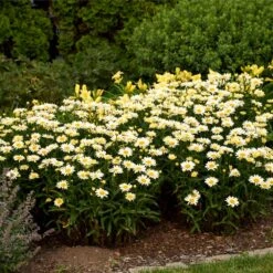Amazing Daisies® ‘Banana Cream II’ Shasta Daisy -Fast Growing Trees Shop leucanthemum amazing daisies banana cream ii 3