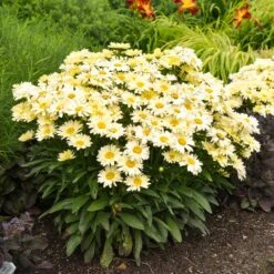 Amazing Daisies® ‘Banana Cream II’ Shasta Daisy -Fast Growing Trees Shop leucanthemum amazing daisies banana cream ii gal