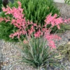 Red Yucca Little Giant -Fast Growing Trees Shop little giant red Yucca 600x600 b3092741 d6a0 487b a82c 7fe2bcf1e94a