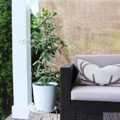 Miracle Berry Plant -Fast Growing Trees Shop mIRACLE bERRY 4 FGT