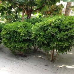 Miracle Berry Plant -Fast Growing Trees Shop mIRACLE bERRY 6